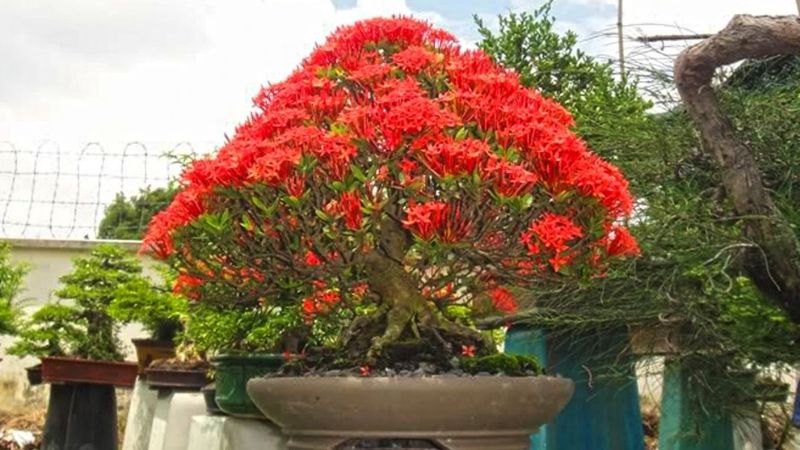 bonsai